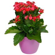 Kalanchoe velmelho + Cachep Rosa